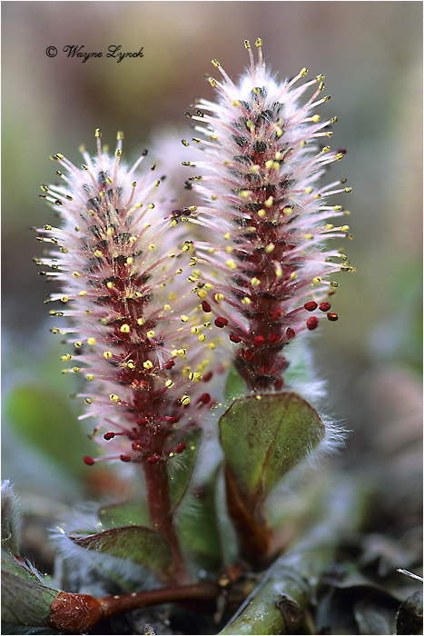 Willow Catkins 103 by Dr. Wayne Lynch &copy;